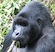 Gorilla in Manyara National Park